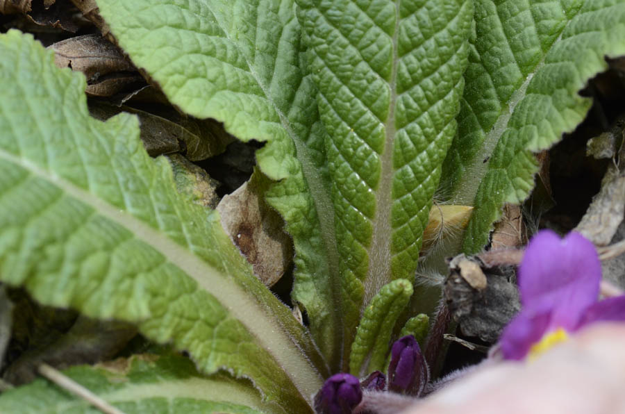 Nel bosco, primula colorata